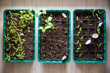 Plants being grown indoors in a planting box. Horticulture is a rising segment of agriculture.