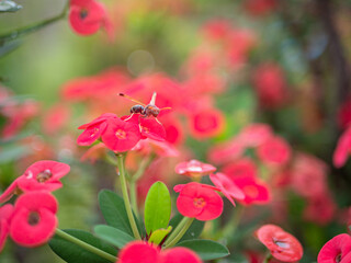 Poi Sian flower is a house flower with beautiful colors. can be seen generally in houses.