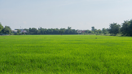 Green grass in the rainy season.