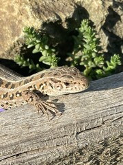 grey lizard on a log in the sunlight