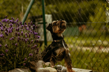 pies kundelek w typie york siedzi obok lawendy i pozuje do zdjęcia © ZiraPhoto