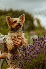 pies kundelek w typie yorka trzymany na rękach © ZiraPhoto