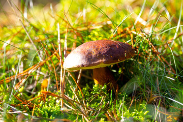 found a porcini mushroom in the forest surrounded by moss and grass