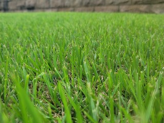 잔디밭 클로즈업