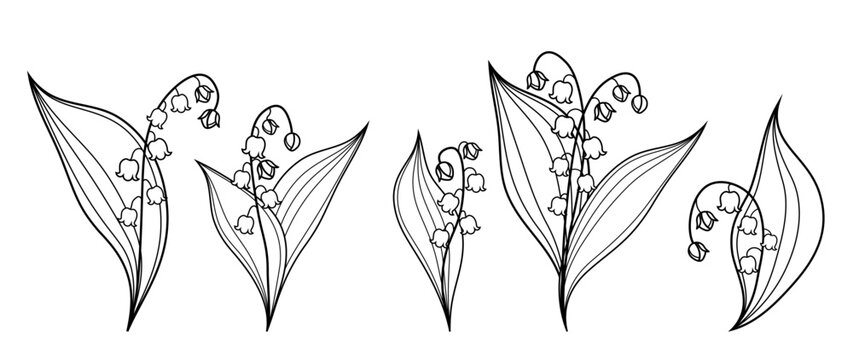 Set of lily of the valley flowers and leaves on an isolated background. Trendy hand-drawn botanical elements. elegant vector greenery, wildflowers for save the date invitation, card, design, print.	
