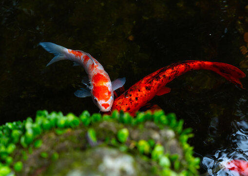 Japanese koi fishes or carps in Zhu Zi Hu aka Bamboo lake, Beitou, Taipei, Taiwan