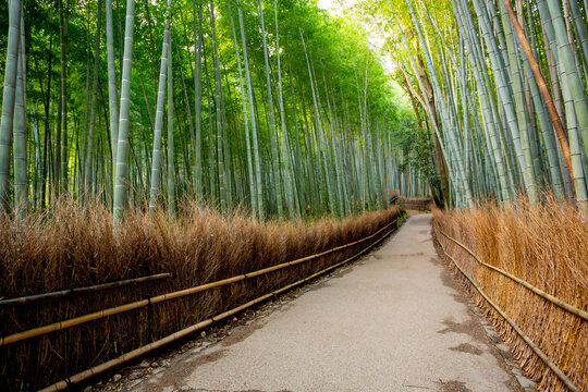 Arashiyama bamboo forest in Kyoto, Japan
 - Powered by Adobe