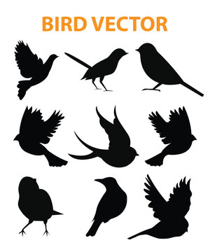 Sets of silhouette birds flying icon, in various species and action expression, create by vector
