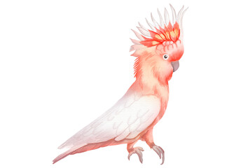 A cockatoo bird in PNG File.