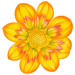 Yellow Dahlia Flower in PNG File, Draw and color by procreate.
