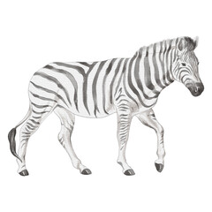 A Zebra in PNG File, draw and color in procreate. Watercolor style.