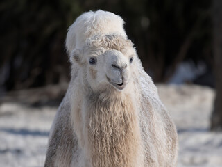 Fototapeta premium white camel on a blurred background