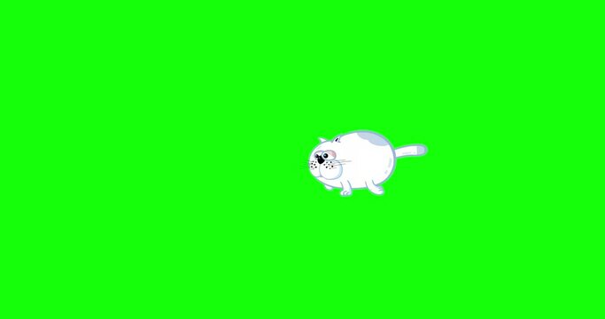 Cartoon white fat cat walk right to left small greenbox isolated. Seamless loop character cute funny isolated pet animation useful for any project.
