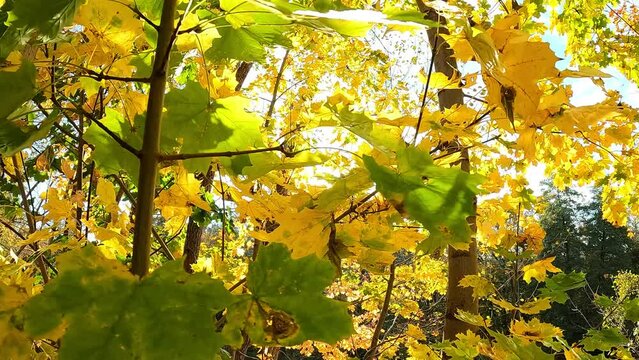 with camera through dense canopy of maple trees