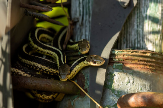 The common garter snake (Thamnophis sirtalis) 