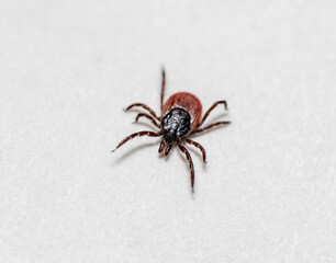 Castor bean tick