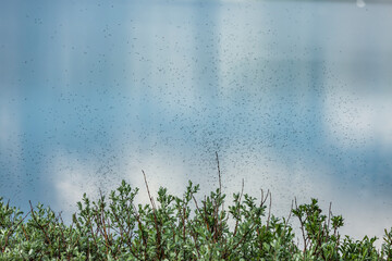 Fliegende Mücken vor einem Gewässer