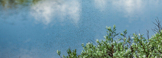 Fliegende Mücken vor einem Gewässer
