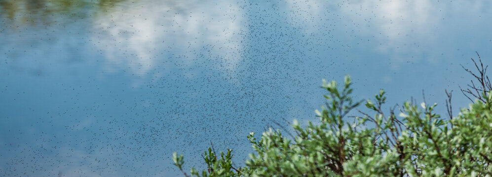 Fliegende M&uuml;cken vor einem Gew&auml;sser