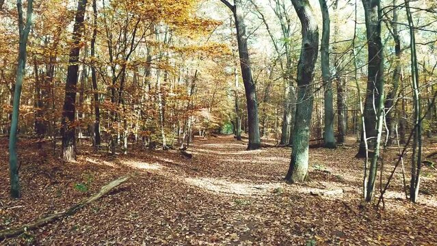 jogging through a forest in autumn