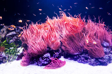 Aquarium with colorful fishes and coral reef