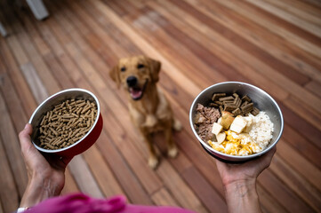 Over the shoulder view of an owner holding two bowls of dog food for her labrador