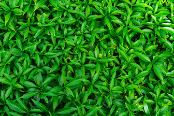 Leaves, Green leaf texture background, green leaves background. Natural foliage textured and background. leaves for background.