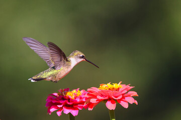 Fototapeta premium Ruby throated hummingbird flying around pink Zenia flower. 