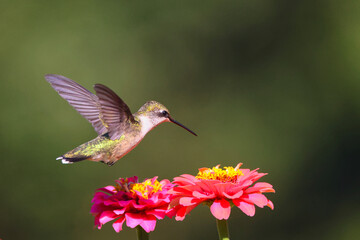 Ruby throated hummingbird flying around pink Zenia flower. 