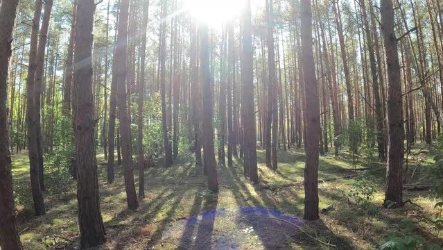 a beautiful quiet coniferous forest in autumn