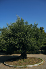Fototapeta na wymiar Georgia, Tbilisi - September 2023. An old lush green olive tree with a large branching trunk on the territory of the Tsminda Sameba Holy Trinity Park.