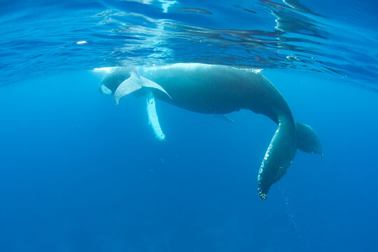 Mother and calf humpback whales surface to breathe in the Caribbean Sea. Atlantic humpbacks migrate to the Caribbean during winter months in order to breed and give birth.