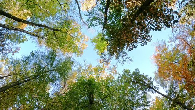 in a deciduous forest flimsy upwards into the sky