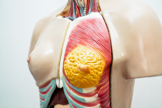 Human breast model anatomy for medical training course, teaching medicine education.