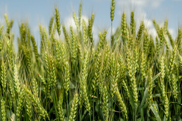 Close up of ripe wheat ears against beautiful sky with clouds.