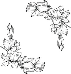 Magnolia Flower. sketch with black and white line art of magnolia flowers. © bintoro