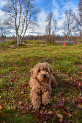An adorable brown labradoodle puppy on the grass in Autumn