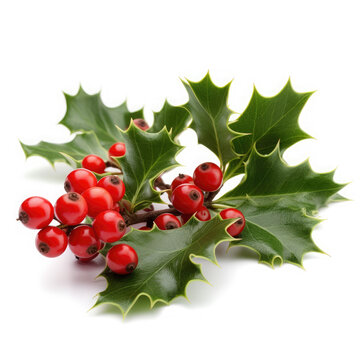 Holly And Berries Decorations on White background, HD