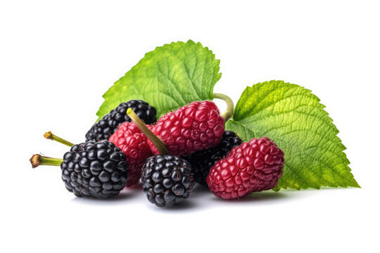 Mulberry  on White background, HD