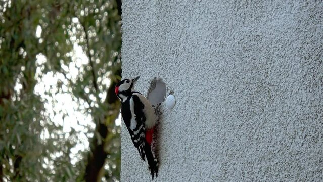 a woodpecker builds a cave in house facade