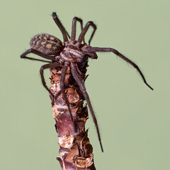 Giant house spider (Eratigena atrica)
