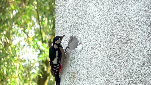 a woodpecker builds a cave in house facade