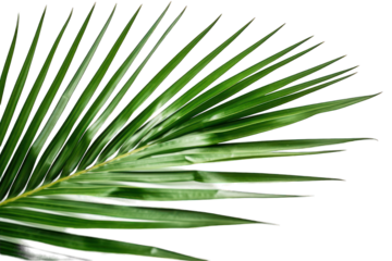 Cut out palm leaves foliage isoalted on transparent background generative ai