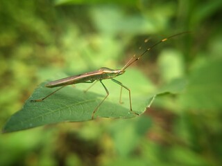 The most common species of rice bug are Leptocorisa oratorius F. and Leptocorisa acuta Thunberg as known as rice pests or walang sangit in bahasa