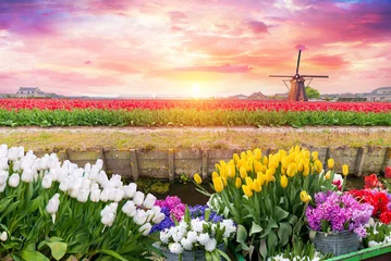 Poster Tulip fields and windmill in Netherland, near Lisse. High quality photo © kishivan