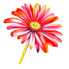 watercolor of Gerbera Daisy isolated
