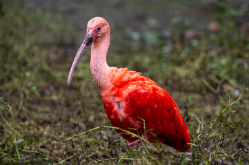 Scarlet ibis bird closeup (Eudocimus ruber)
