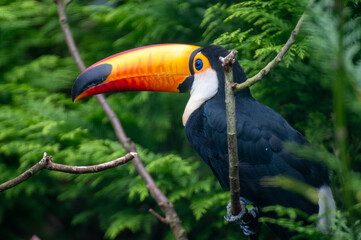 Close up of a colorful Toco Toucan