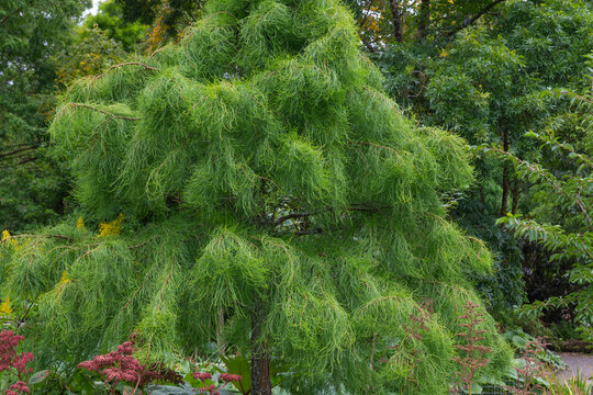 Nodding Pond Cypress