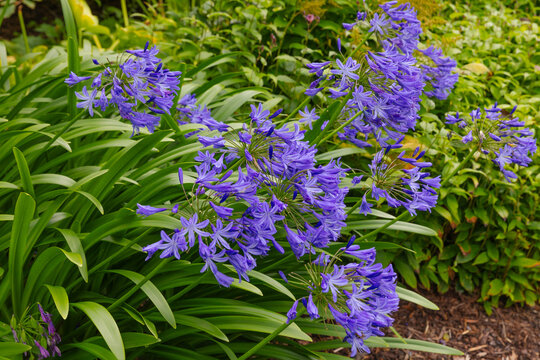 Agapanthus northern star